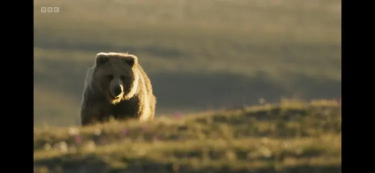 Grizzly bear (Ursus arctos horribilis) as shown in Frozen Planet II - Frozen Lands